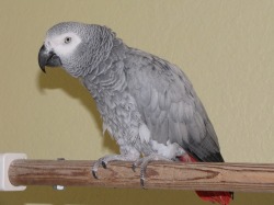Congo African Grey Parrot (Psittacus erithacus erithacus)
